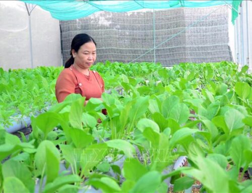 TIN TỨC Người phụ nữ Ninh Thuận biến nơi hoang hóa đầy cỏ dại thành vườn rau sạch thủy canh