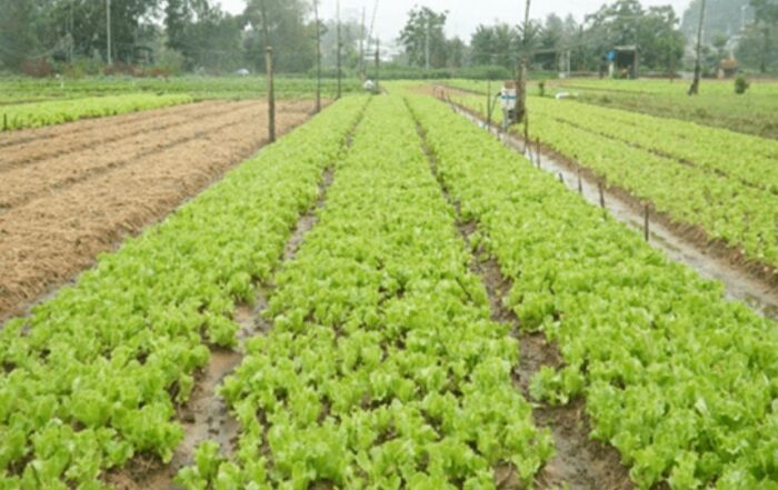 Dự án: phát triển hệ sinh thái kinh doanh nông sản sạch, sản phẩm ocop nông sản – giải khuyến khích cuộc thi mitc startup 2022